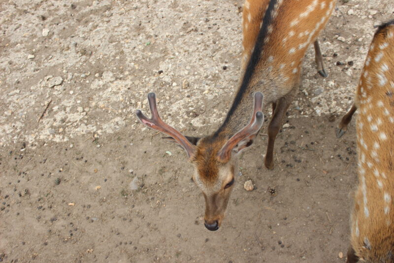 Klotti / Wild- und Freizeitpark Klotten