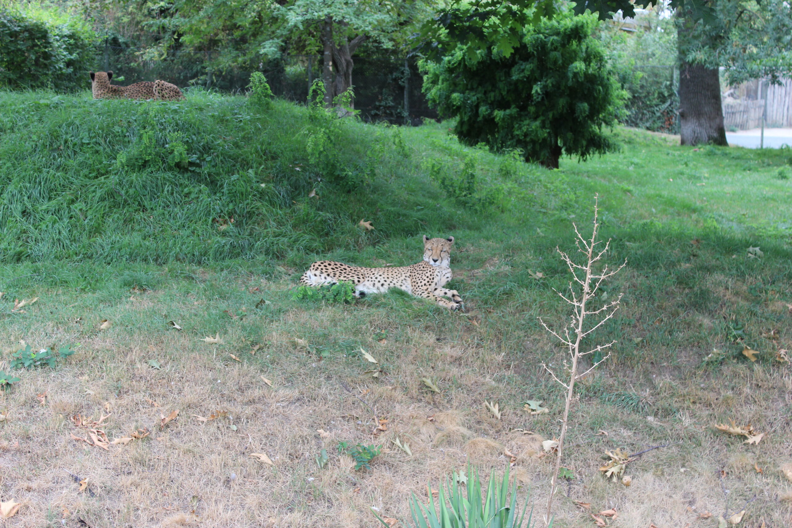 Kölner Zoo